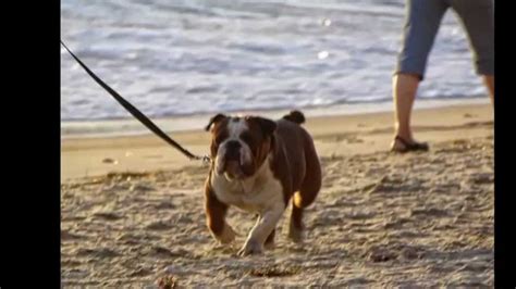 Dog Pornhumps Giant Ball Then A Woman On Laguna Beach