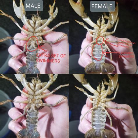 How To Identify Crayfish Gender Rcrayfish