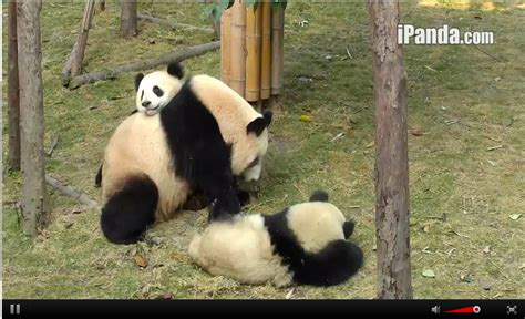 9 Moments When The Pandas On Chengdu S Panda Cam Were Too Cute To Handle