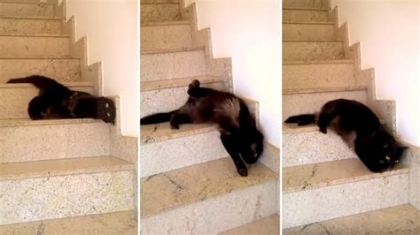 Snake Cat Slithers Down The Stairs In Mesmerizing Video