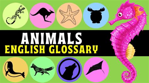 Animals Learn Basic English English Glossary With Images