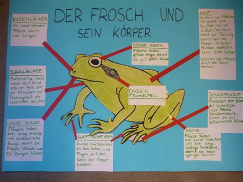 Frosch Alarm In Der Vorschule Luruper Hauptstraße