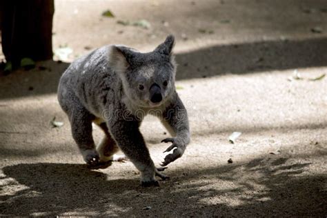 The Koala Is Walking To A Different Gum Tree Stock Image Image Of