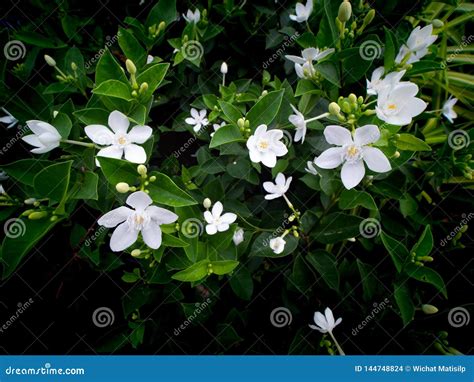 White Gardenia Flowers Blooming Stock Photo Image Of Grace