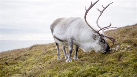 Reindeer Hd Wallpaper 4k Wild Animal Desktop