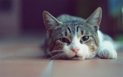 Free Download Cute Lazy Cat Girl Hd Desktop Wallpapers 4k Hd