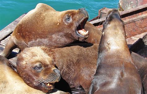 En la respiración cutánea, el intercambio gaseoso se realiza a través de la piel. Bienvenidos Al Mundo Animal: Animales que respiran por la piel - Cuándo contactar a ...