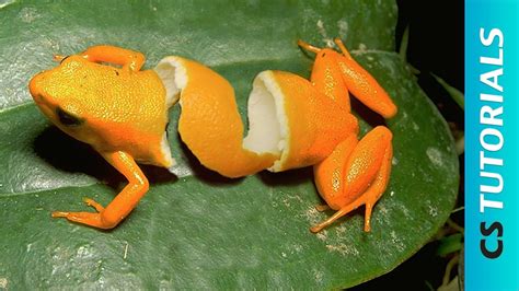 Orange Frog Peel Photo Manipulation Tutorial Photoshop
