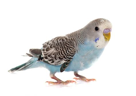 8 Different Sounds Budgies Can Make Petsoid