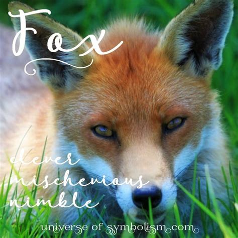 Symbolic Meaning Of Fox 10 Spiritual Meanings Of Fox