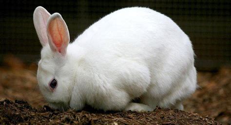 ¿cuáles Son Las Etapas Del Ciclo De Vida De Un Conejo