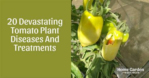 20 Devastating Tomato Plant Diseases And Treatments Home Garden