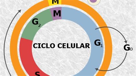 El Ciclo Celular Mind Map Images And Photos Finder