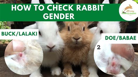paano malaman ang gender ng rabbit how to identify rabbit gender rabbit farming youtube