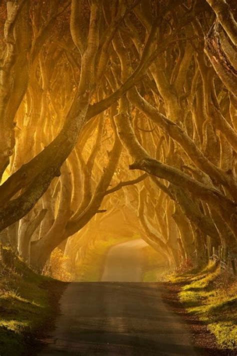 Beautiful World The Most Beautiful Tunnels Of Trees From Around The World