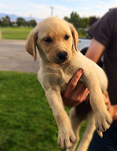 No wonder it's so popular! Female Yellow Lab Puppy- Placed