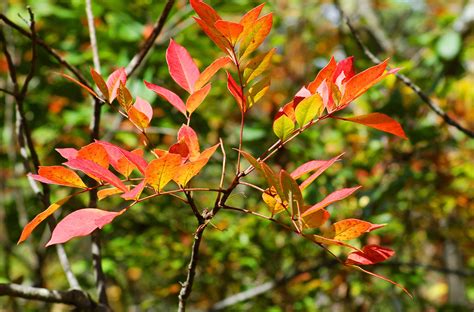 Pictures Of Poison Sumac For Identification