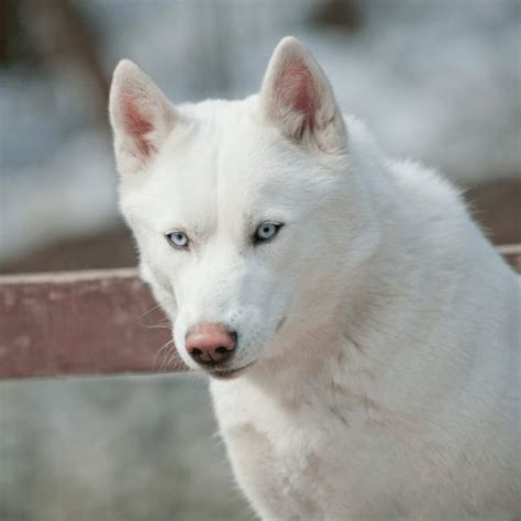Are White Siberian Huskies Rare