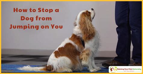 How To Stop A Dog From Jumping Up On You Teaching A Dog To Sit For