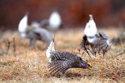 Sharp Tailed Grouse Yet Another Native Species In Need Of More Habitat