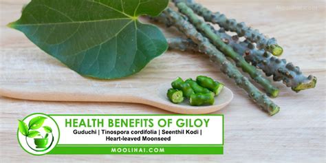 Health Benefits Of Giloy The Ayurvedic Root Of Immortality Moolihai