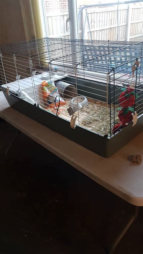 Large Guinea Pig Cage In Pinxton Nottinghamshire Gumtree