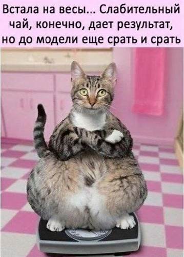 Нюша решила похудеть к празднику она встала на весы четырьмя ногами