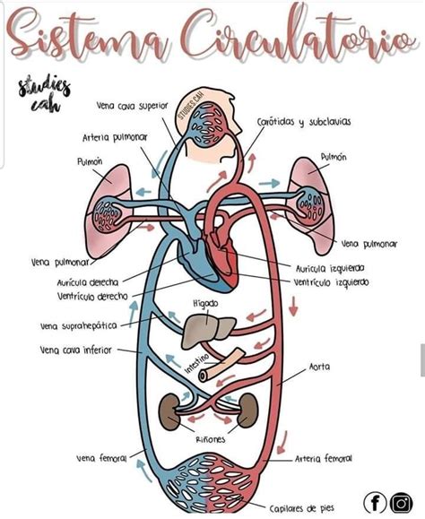 CirculaciÓn Pulmonar Flashcards