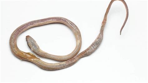 Venomous Snake Found In Box Of Bananas Supermarket News