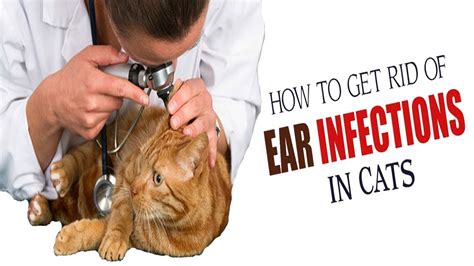 How To Treat Ear Infection In Cats Home Remedies For Ear Infection