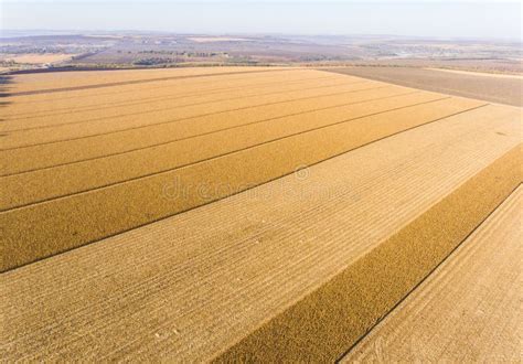 Wheat Field Aerial Drone Shot Stock Photo Image Of Environment