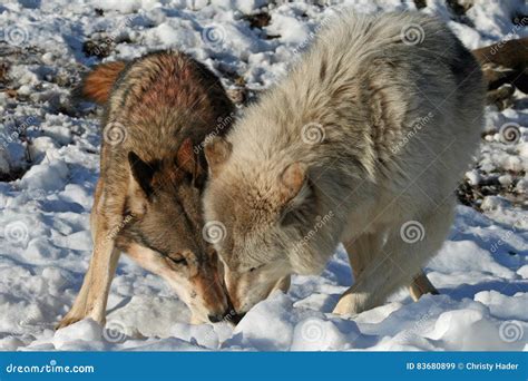 Alpha Male And Female Wolves Stock Image Image Of Female Minnesota 83680899