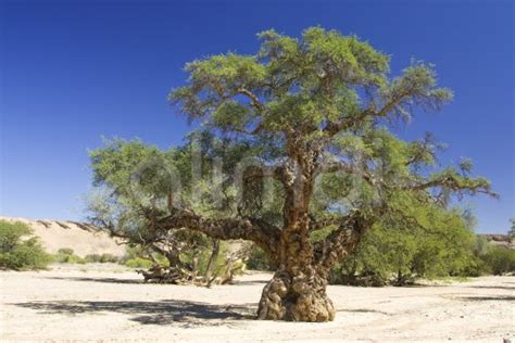 Apple Ring Acacia Or Ana Tree Faidherbia Albida Acacia Albida In The