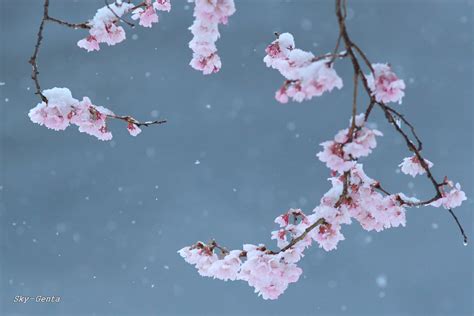Cherry Blossom In Snow 4 Sky Genta Flickr