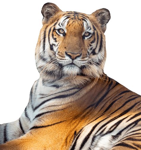 Detalle 145 Imagen Tiger Png Background Thcshoanghoatham Badinh Edu Vn