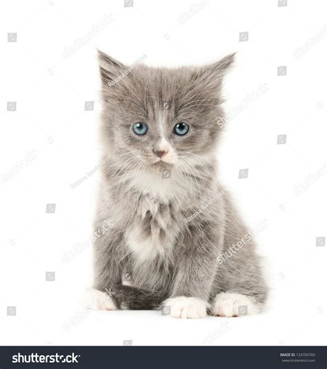 Cute Little Grey And White Fluffy Kitten Isolated On White