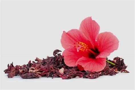 How To Dry Hibiscus Flowers Urban Garden Gal