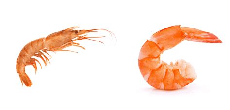 Langoustine Vs Shrimp Whats The Difference Miss Vickie