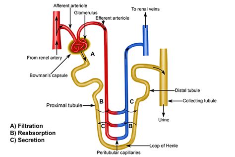 Annotated Diagrams Showing The Nephrons Up Close