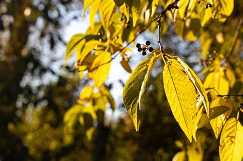 Bird Cherry Tree Or Latin Prunus Maackii Also Padus Maackii With Yellow