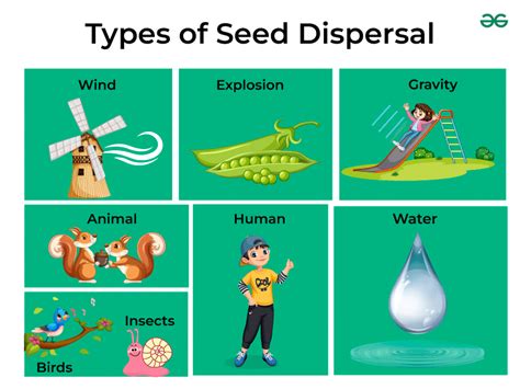 Seed Dispersal Definition Types And Its Examples Geeksforgeeks