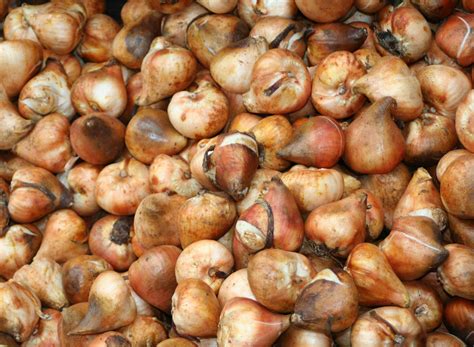 Plant Spring Flowering Bulbs In The Fall Gardening In