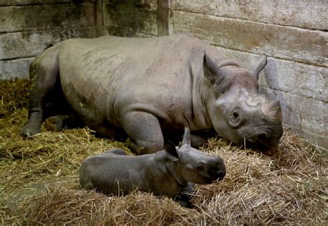 Adorable Baby Black Rhino Becomes 40th Born At Kent Wildlife Reserve