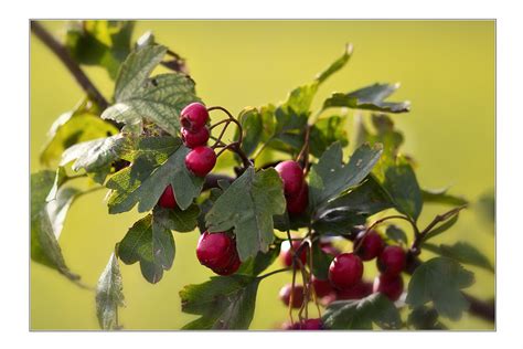 Rote Beeren Foto & Bild | jahreszeiten, herbst, pflanzen Bilder auf fotocommunity