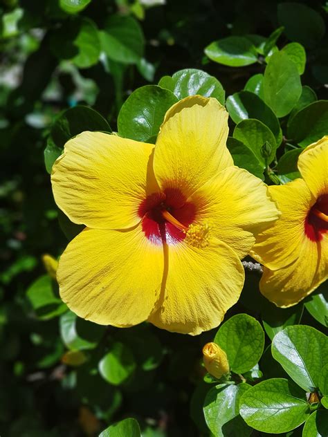 Flowers Hibiscus Photos Download The Best Free Flowers Hibiscus Stock
