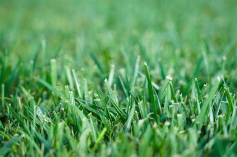 Turf Grass Instant Lawn Turf Supply Finelawn