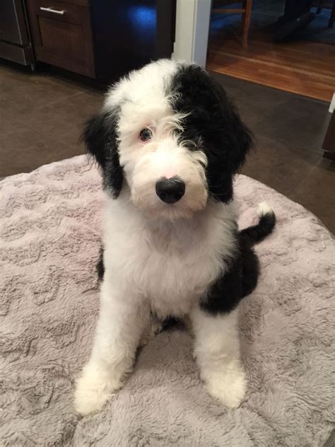 Mini Sheepadoodle Puppies For Sale Pets And Animal Galleries