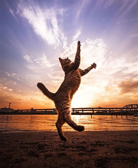 Just Some Fabulous Jumping Cats Imgur Jumping Cat Cats Cat Pics