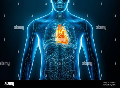 Xray Anterior Or Front View Of Human Heart 3d Rendering Illustration
