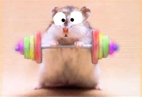 Meme Hamsters Fan Art 36322346 Fanpop